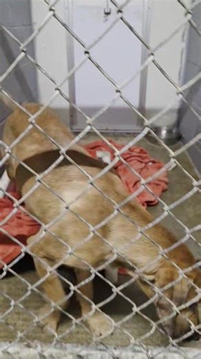 Come in and see us today from 8-4! Call the shelter for an after hours appointment 812-345-5725 | Jennings County Animal Control