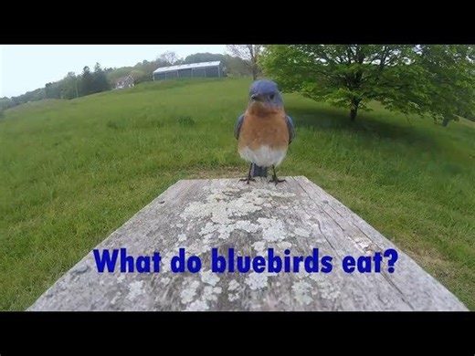 What do bluebirds eat? | Ashley Kennedy