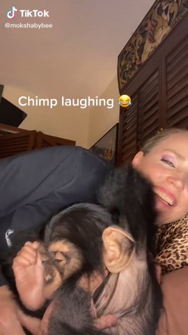 Chimpanzee Laughing Compilation - Funny and Cute Monkey Moments