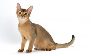 Abyssinian
