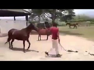 Cute Baby Horse Running with Little Legs