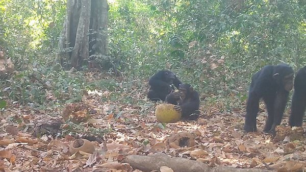 Wild chimpanzees deliberately seek out alcohol-containing fermented fruit