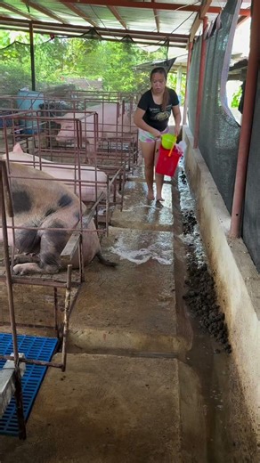 Nobody Believed Me When I Said My Pig Was This Smart... 😲🐷 #SmartPet #Proof #MustWatch