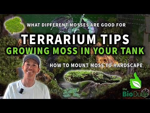 Terrarium Tips: How to Grow Moss in Bioactive Terrariums & Paludariums