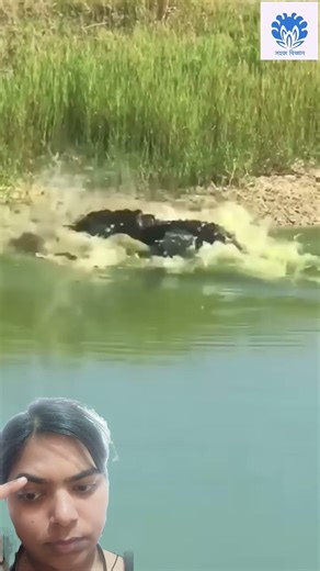 #crocodile #wildlife #python #wildanimals #wildtv #wildtv #animals #duet #funny #funny #duet #animal