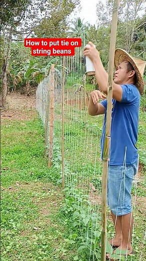 #how to put #tie #string beans #planting #agriculture #tips #farming