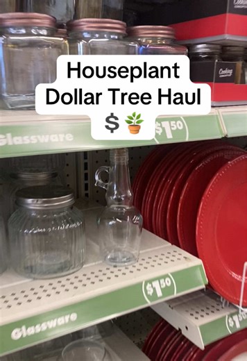 Caring for houseplants doesn’t have to be expensive with these @Dollar Tree house plant finds! Here’s my latest haul! #dollartreefinds #dollartreehaul #houseplants #plantcare #plantlover