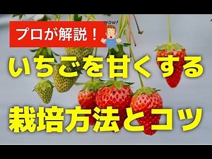 [Strawberries in your home garden] A professional explains how to grow strawberries and 10 tips t...