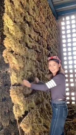 The Amazing Grape Drying Process 🍇☀️ #shortvideo