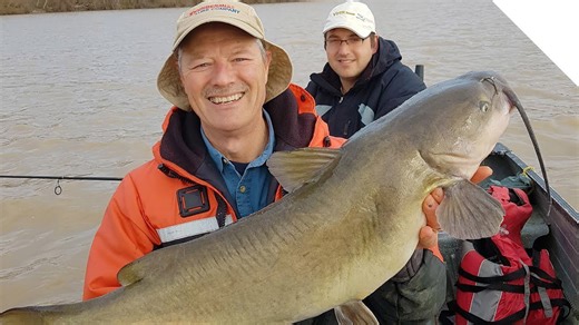 Big channel catfish - springtime bite on cut sucker