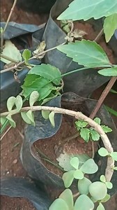 Poonai meesai medicine plant propagation #localplants #lowcostgardening #garden tips in tamil