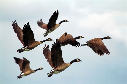 Selalu Terbang Berkelompok, Ini 5 Jenis Burung yang Bermigrasi Setiap Tahunnya - Bobo