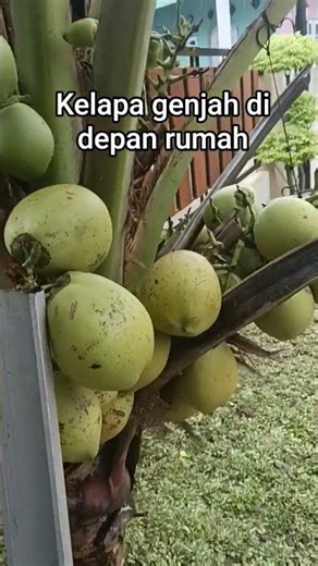 dulu ambil kelapa susah sekarang kelapa pendek udah berbuah #automobile #traveling #buahbuahansegar