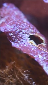 18K views · 177 reactions | Meet the adorable Pacific spiny lumpsuckers!  | Point Defiance Zoo & Aquarium | Facebook