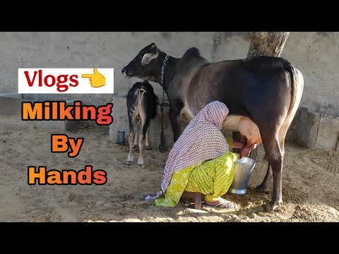 Village Cow Milking Traditional Method | (Milking)