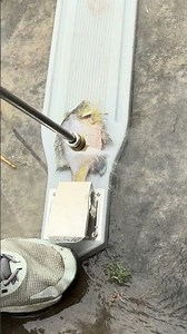 EASY bluegill Cleaning!! #bluegill #ohio #survival #fishing