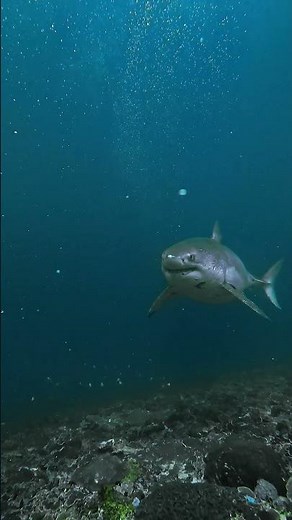 Close Call with Huge Great White Shark 🎬 Fabian Clinton #Shorts #SharkWeek