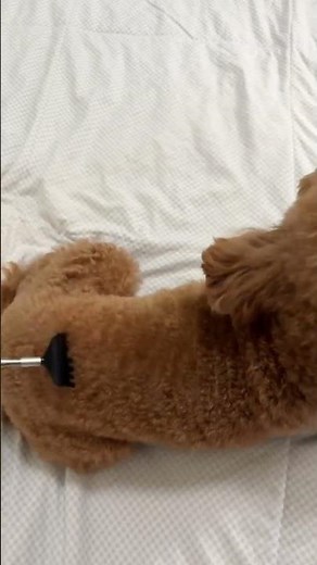 Playful Poodle Madness – Cute, Funny & Totally Adorable! #dogvideos #funnypets