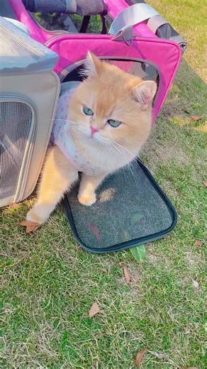 All-in-one pet bag! Ventilated, private, sturdy, with pocket & cushion-friendly 🐶 Add to cart now! #petbag #petessentials #petproducts #petcomfort #petparentlife