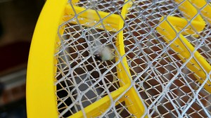 Watch WOW on Amazon Live