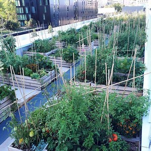 Inside Nature Urbaine: the world’s largest urban rooftop that is feeding Paris - Sustainable Urban Delta