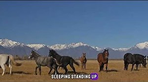 Majestic Equines: A Fascinating Journey into the World of Horses!