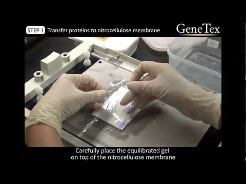 Western Blot - Semi-Dry transfer [Video from GeneTex]
