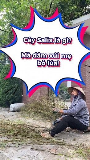 Cây salix là gì? Mà dám xúi mẹ bỏ lúa. Hôm qua lên video nhiều bạn hỏi cây này để làm gì? Cây này các bạn trong ngành tươi, ngành trang trí sự kiện rất ưu dùng. Vì nó dẻo dễ tạo hình. Ngày tết thợ làm lan hồ diệp cũng hay trang trí tiểu cảnh trên chậu lan. Các bạn còn biết làm được gì thì cho mình biết nhé! Để mình đỡ bị mẹ chửi nhé! #Salix #Willow #U50xaykenh #U50khoinghiep #giang_caycauvang | Vũ Trường Giang