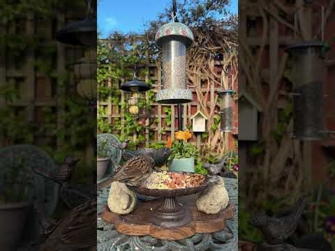 Garden Birds 🌿 robins, blue tits, siskins, blackbirds - CatTV 🐾