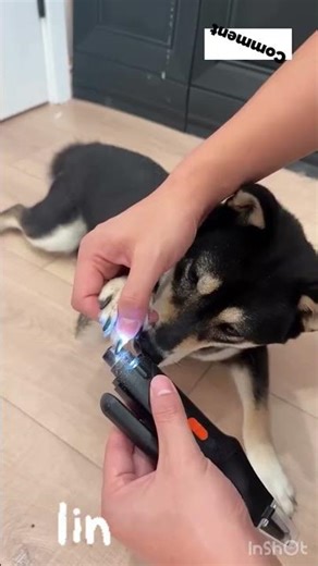 Dog Nail Cutter #trending #shorts