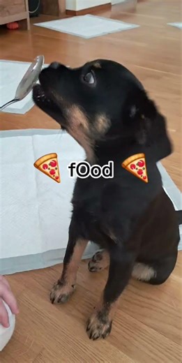 Dodge 4 months today! #dodge #puppy #dog #retromops #retropug #pug #retromopsi @DIYAhmatti