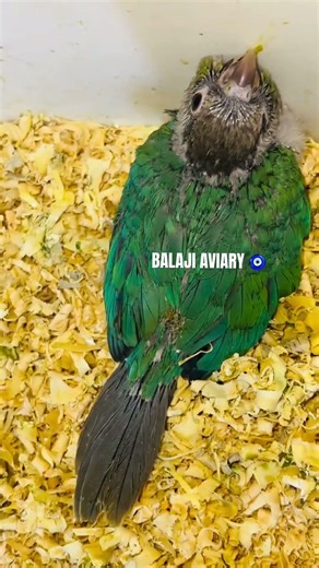 🧿BLUE CHEEK CONURE 🧿 #balajiaviary #birds #birdlovers #conureparrot