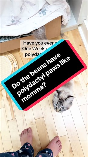 Understanding Polydactyl Kittens: Are All Beans Polydactyl?