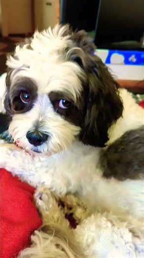 cuttlebug update #dogs #travel #rover #viral