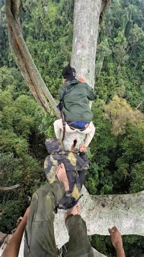 SHOCKING: Climbed a D@ngerous Tree… The Truth Is Unreal!#shorts #viralshorts