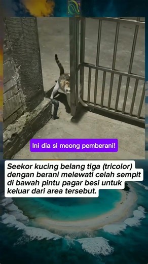 Kucing Penjaga Pintu yang Lucu 🐱🚪✨