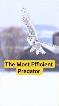The Most Efficient Predator in the Snow #snowyowl #wildlife #shorts