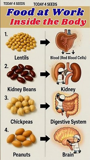 Food at Work Inside the Human Body | Day 4