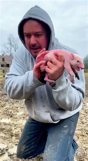 He Thought the Piglet Was Being Eaten. He Was Wrong.