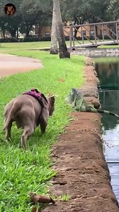 American Bully Wanna Hunt Iguana 🐕 vs 🦎 #animals #hunting #wildlife #wildlifephotography #animalswildlife #wildlife #animals #wonderful #life #foryou #picturesoflife #WildlifeBattle #PredatorVsPrey #AnimalHunt #WildlifeFootage | โรงเรียนบ้านทุ่งหลุก