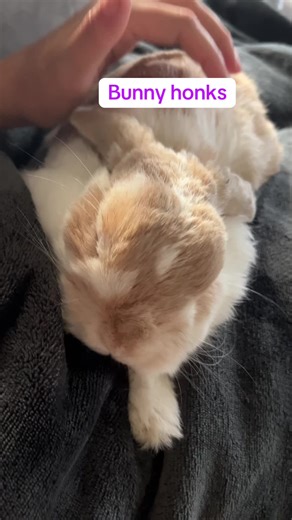 Bunny Honks: The Cutest Pet Sounds You'll Love