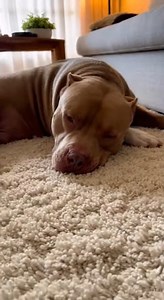 Chihuahua Barked Nonstop… Pitbull Put Him in Timeout😂🐶 #dog #funnydogs #dogcomedy #AI #chihuahualove #rottweiler | Pitbull & Chihuahua