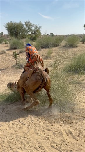 سقطت الفتاة فجأة من الجمل أثناء جلوسها عليه بشكل غير متوقع