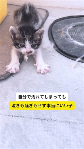 母猫に託された子猫…この子が健気すぎた🥹🐾