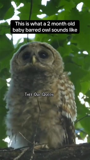 This is what a two month old baby Barred Owl sounds like isn’t he cute? The West Coast of the United States are going to obliterate half 1 million of them. Do you want to help me save them? The U.S. Fish and Wildlife Service has begun removing barred owls in California, launching a plan that may escalate to nearly 500,000 owls across the Pacific Northwest. This approach to conservation — choosing which native species lives or dies — risks long-term ecological harm. Call 202-224-3121 and urge you