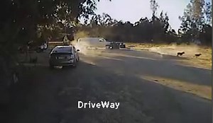 Rottweiler rescues Chihuahua from the teeth of a Coyote