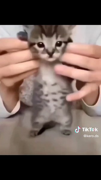 Hilarious Silly Cat Compilation