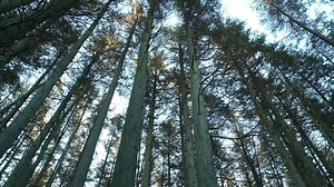 Keeping the Pinelands | NJ PBS Specials