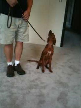 Flynn Irish Setter Basic Obedience Training