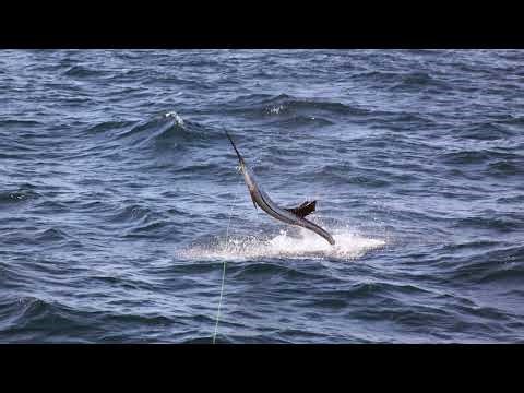 Huk Big Fish Classic 2025- Live at the scales - Day 1